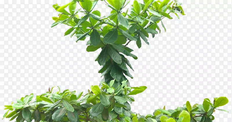 印度杏仁树常绿树