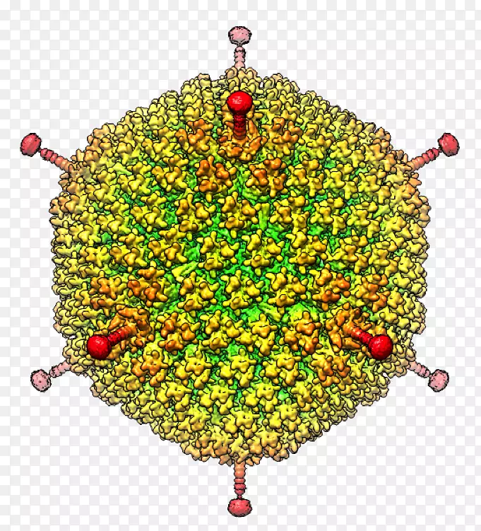 低温电镜病毒腺病毒-红色异基因病毒细胞