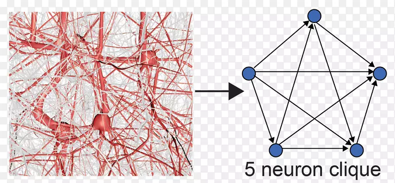 蓝色大脑投射神经元团几何拓扑