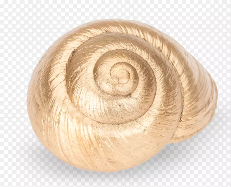 勃艮第蜗牛腹足动物-蜗牛