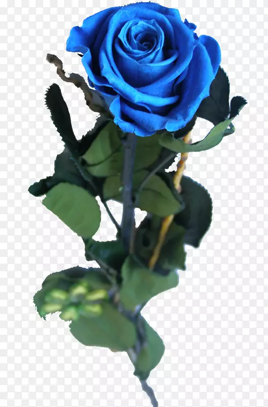 蓝玫瑰花园玫瑰蜈蚣玫瑰切花