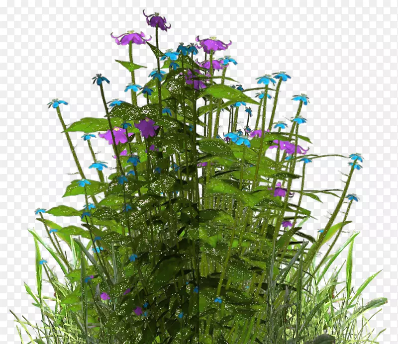 花紫色草本灌木-迷人的气氛