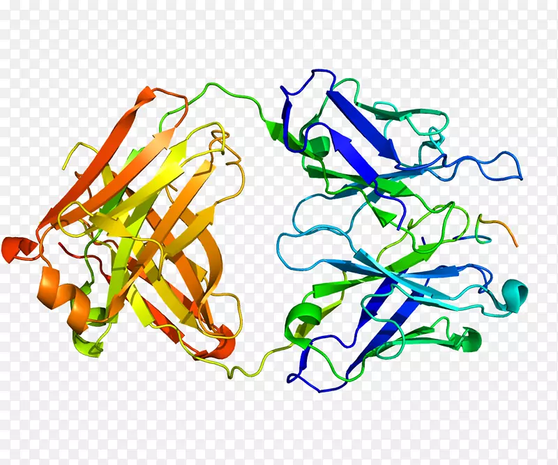 碳酸氢酶9细胞肾蛋白