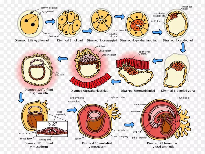 人胚胎发生、人类发育、受精-生殖细胞