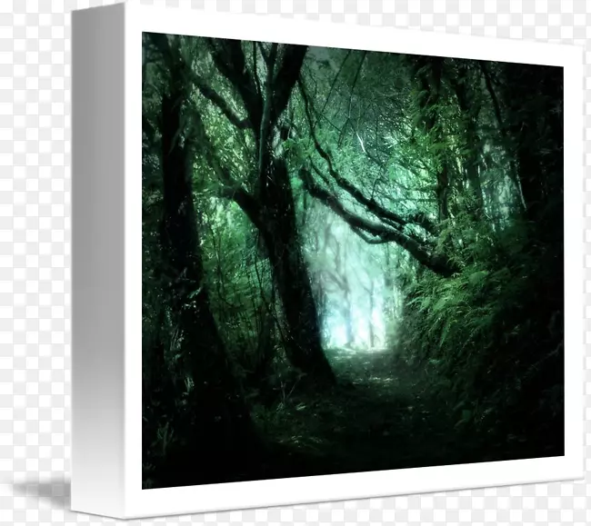 森林画框，原木摄影树木，绿色森林