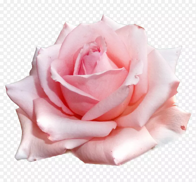 花园玫瑰，花束，粉红色画框-花