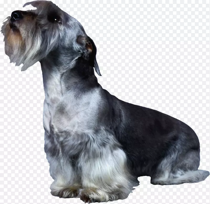 小型雪纳瑞犬标准雪纳瑞犬稀有品种(狗)伴犬
