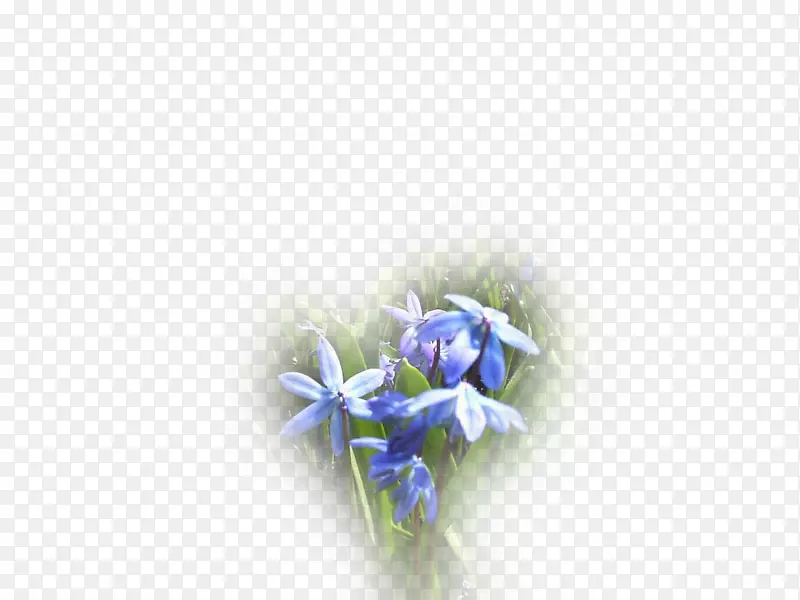 花瓣桌面壁纸蓝色切花玫瑰科