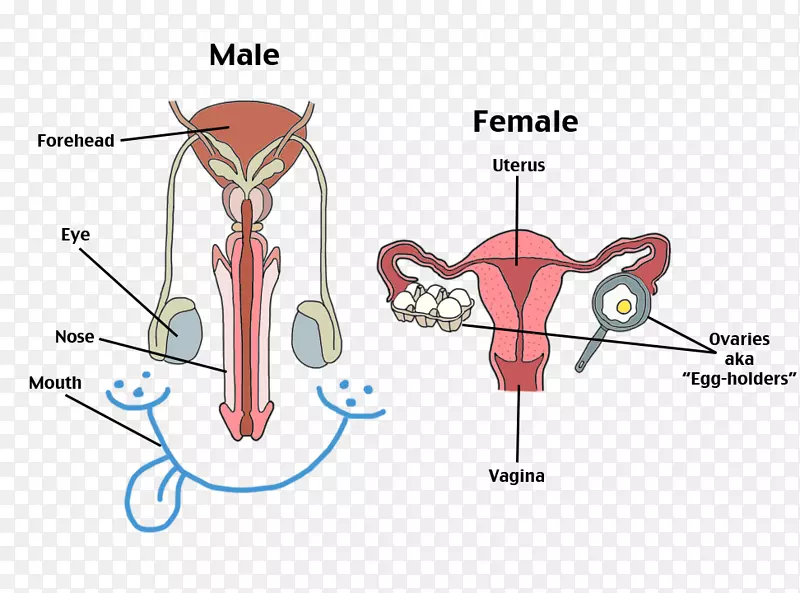女性生殖系统-人体-他人