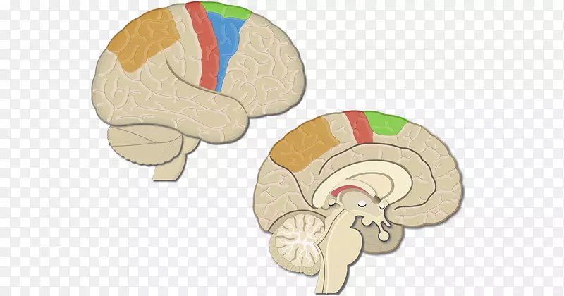 大脑初级运动皮质运动前皮质后顶叶皮质-大脑