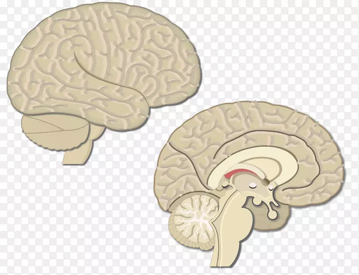 大脑运动前皮层初级运动皮层视觉皮层大脑皮层-大脑