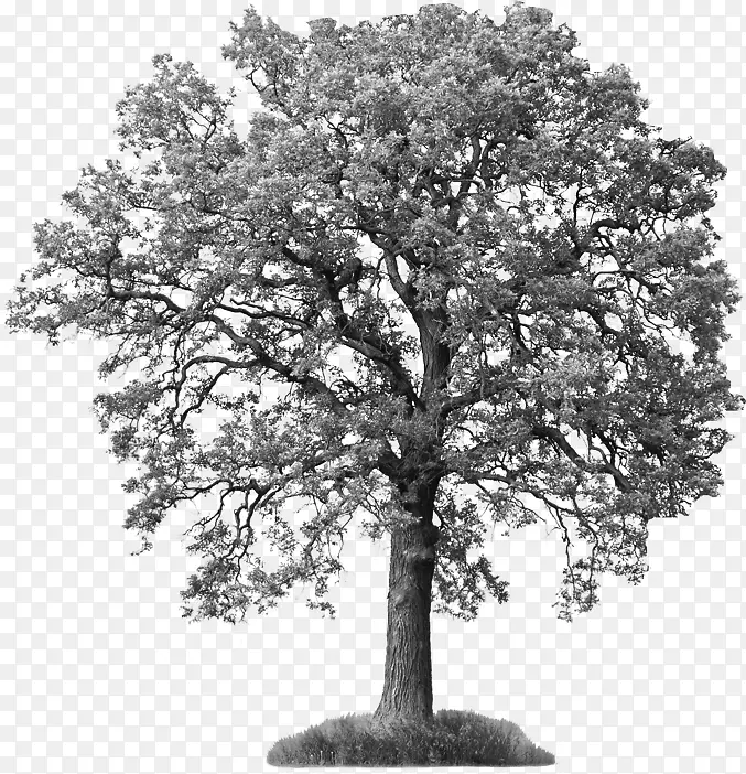原木摄影树橡树树枝免版税
