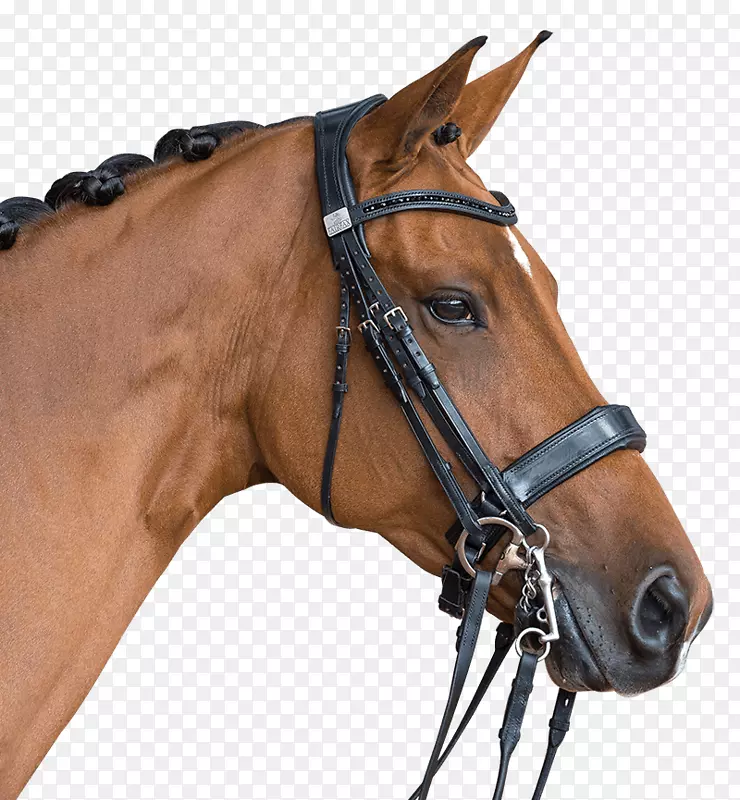 马双缰绳鼻带马