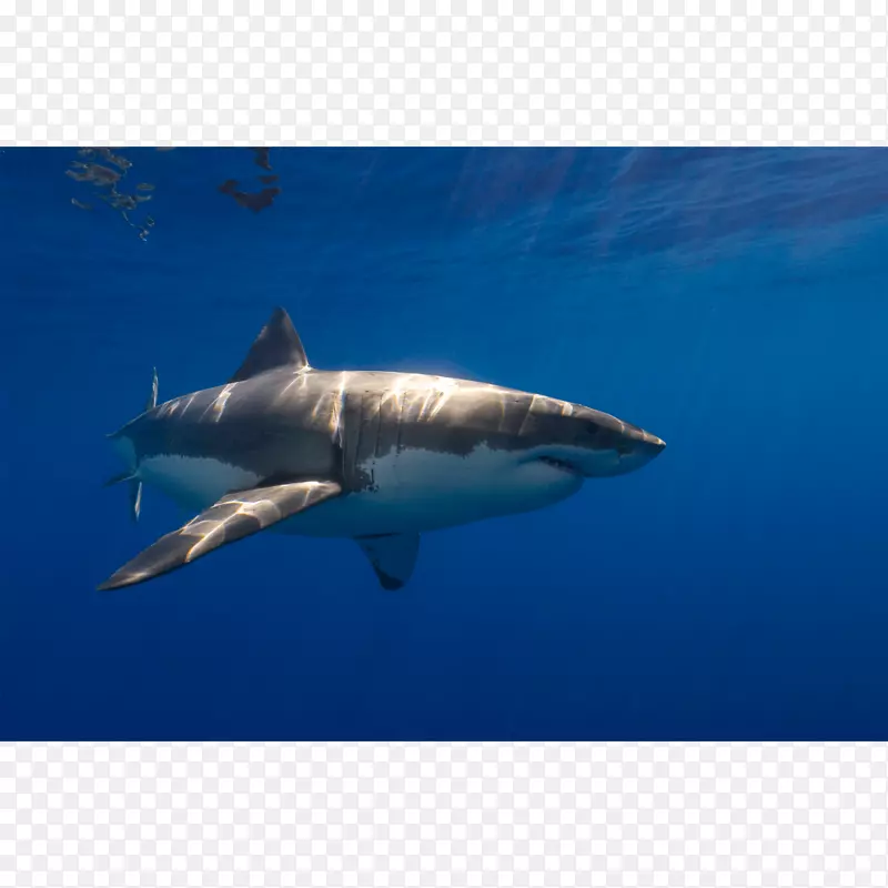 大白鲨虎鲨