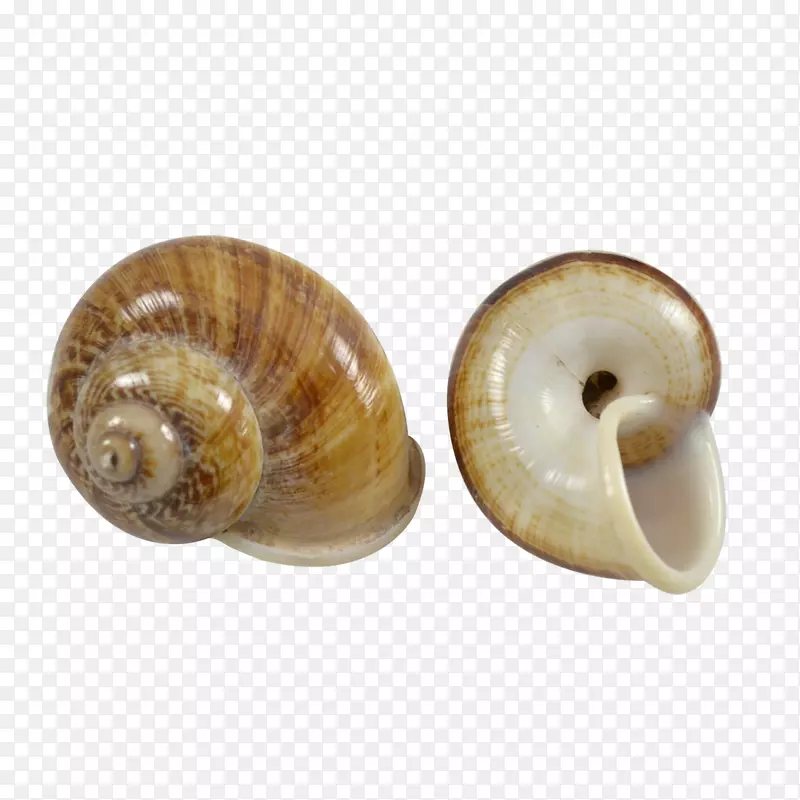 海螺概念海螺腹足类壳蜗牛