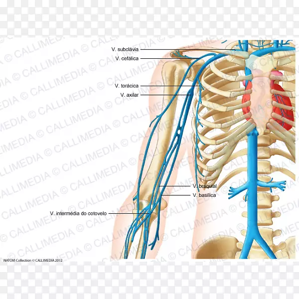 颈静脉人体解剖循环系统-手臂