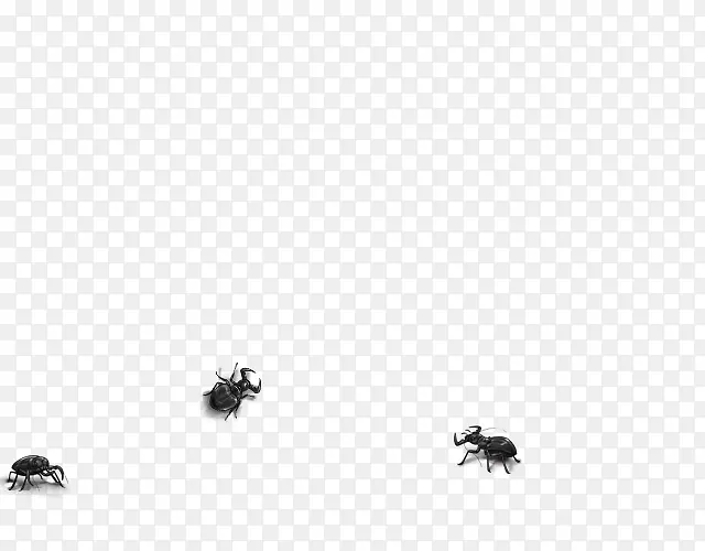 昆虫桌面壁纸传粉机电脑字体昆虫