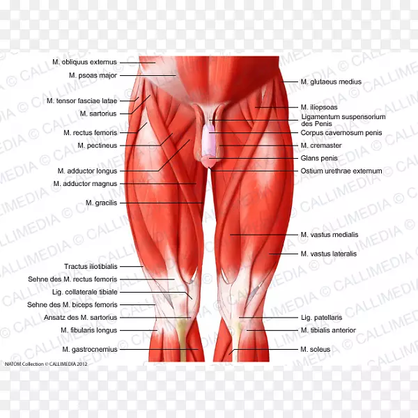 臀部、膝盖、肌肉系统的肌肉-人体