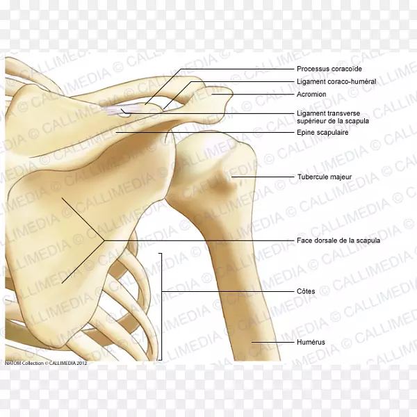 拇指肩胛骨解剖肌肉