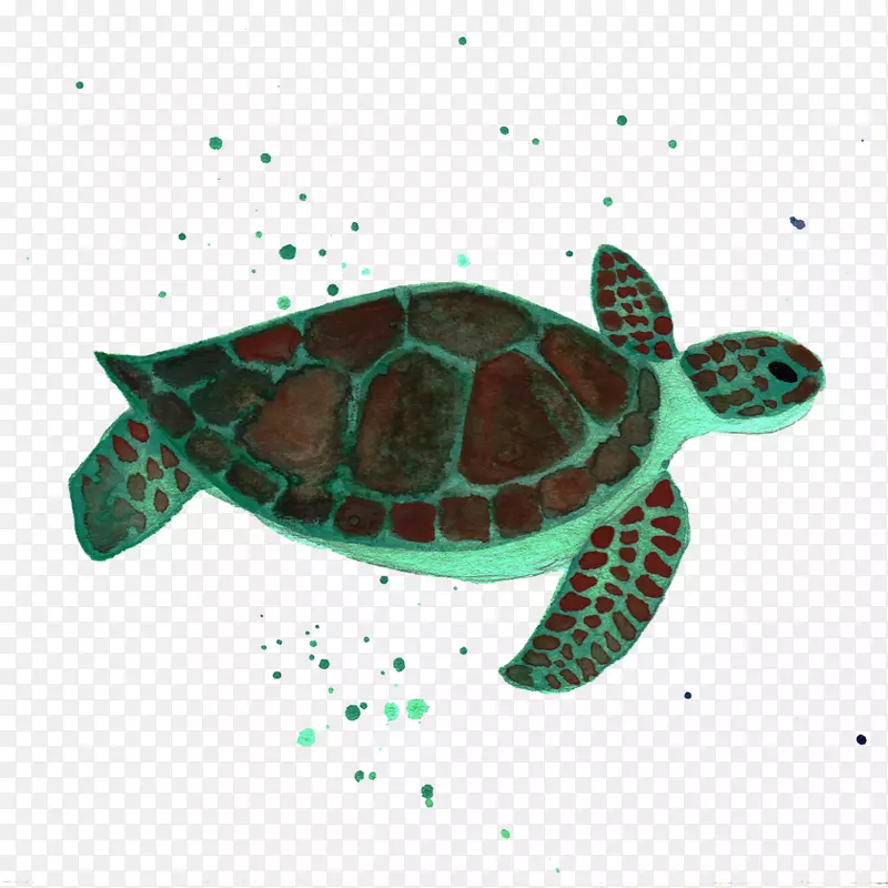 甲鱼海龟爬行动物海洋生物-海龟