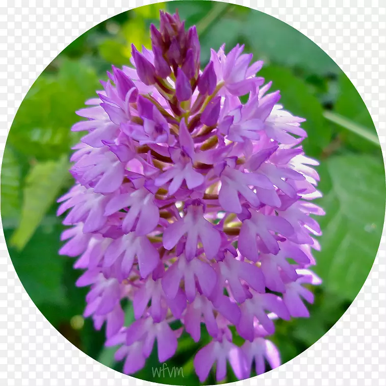 开花植物紫色一年生植物-花