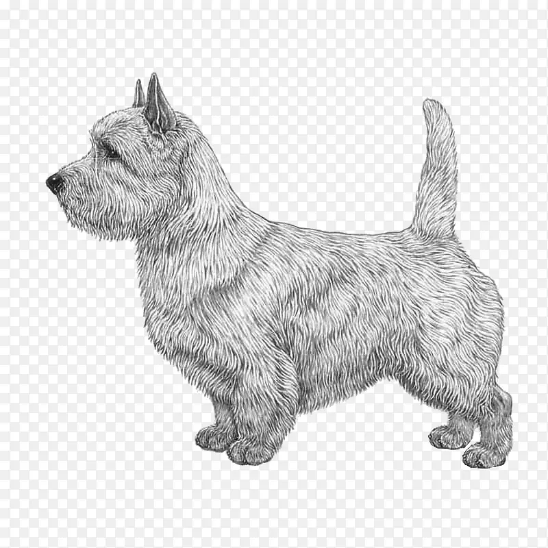 诺维奇猎犬，伊玛尔犬格伦，凯恩猎犬，苏格兰猎犬，澳大利亚猎犬