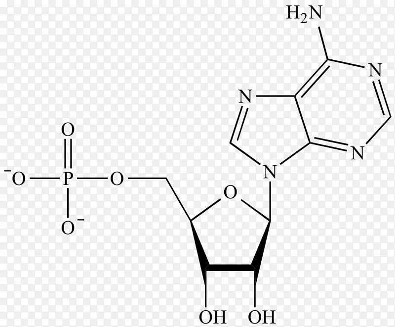腺苷单磷酸核酸DNA化学