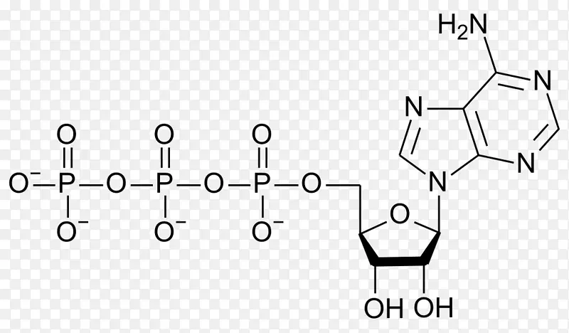 鸟苷三磷酸腺苷三磷酸核苷酸腺苷二磷酸腺苷