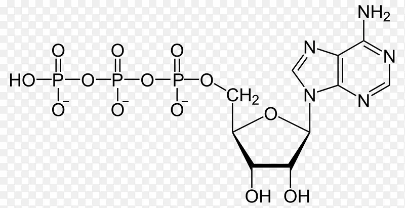 腺苷三磷酸腺苷二磷酸核苷酸腺苷一磷酸腺苷-能量