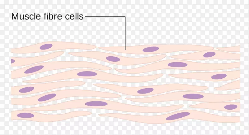 肌细胞体细胞骨骼肌