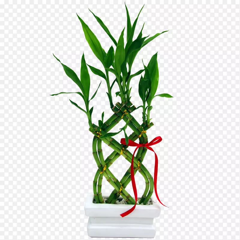 幸运竹园花瓶植物-竹子