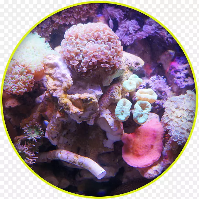 石楠、珊瑚礁、鱼类、海葵