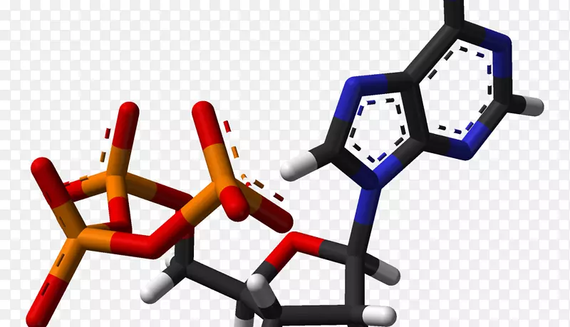 腺苷三磷酸烟酰胺腺嘌呤二核苷酸能量