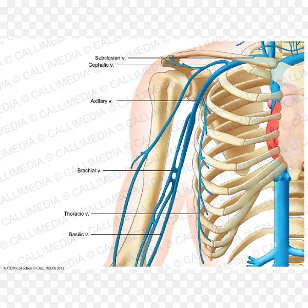 锁骨下静脉，颈内静脉，颈外静脉，锁骨下动脉臂