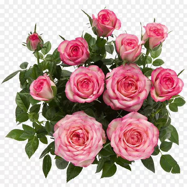 罗莎丹尼卡a/s花园玫瑰花粉红色玫瑰
