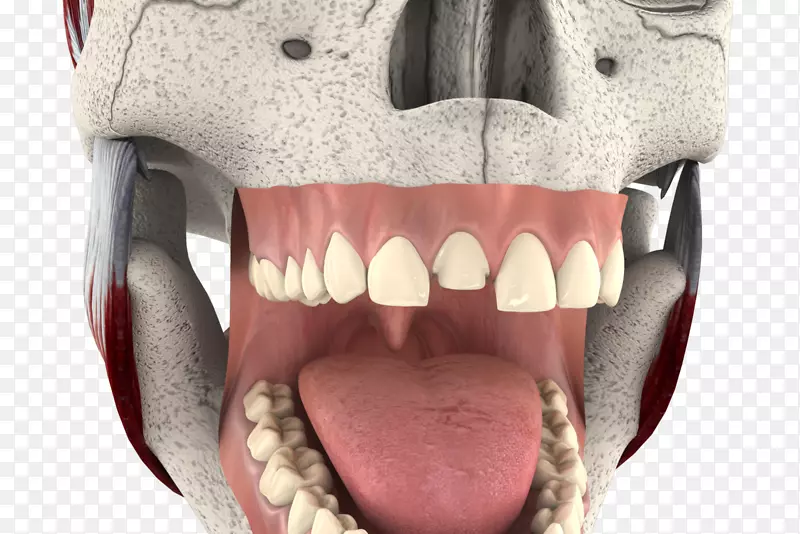 牙科美容牙齿美白颌骨口三维牙科治疗牙痛