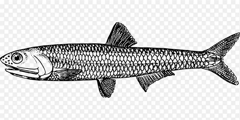 欧洲凤尾鱼-各种鱼类