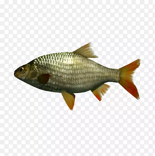 乳鱼鲈鱼产品普通陆鱼