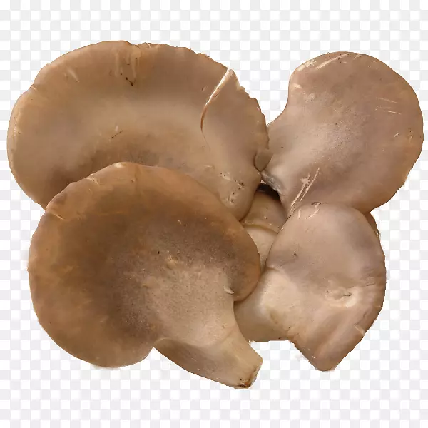 枫菇食品鲍鱼-蘑菇