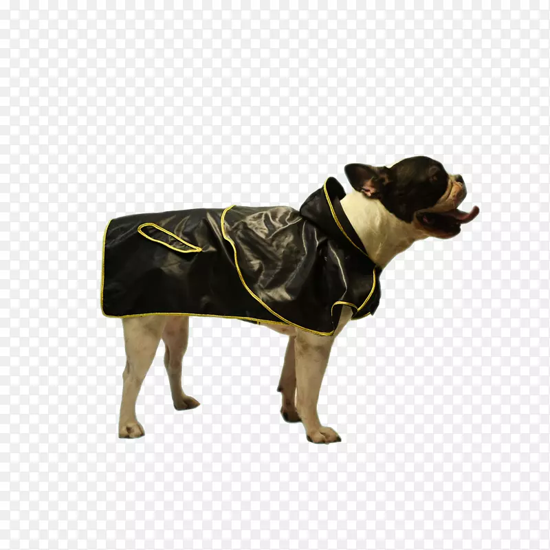 雨衣狗品种t恤帽衫衣服？一条有金锭的狗。