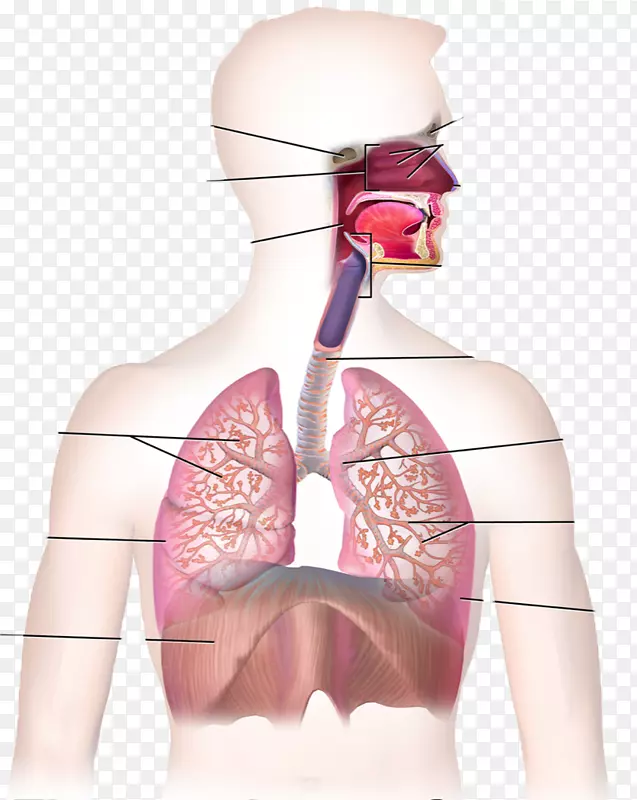 呼吸系统呼吸人体呼吸道呼吸