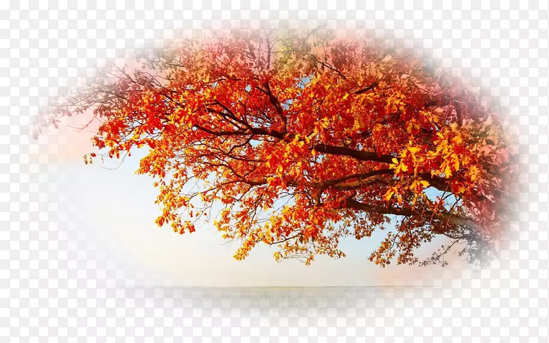 秋季树叶色树沼泽西班牙橡木桌面壁纸-秋季