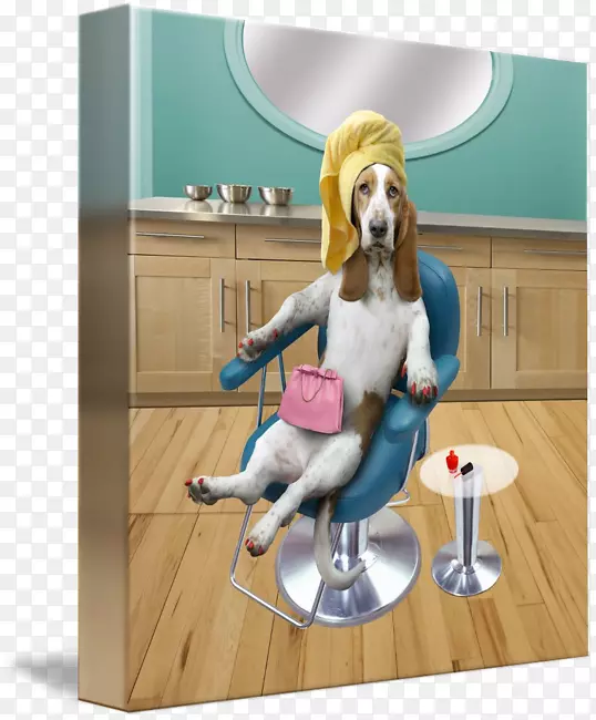 巴塞特猎犬美容院摄影动物
