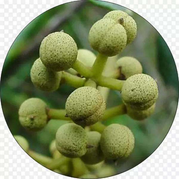 马卡兰加(Macaranga Capensis)果实植物红加仑-植物