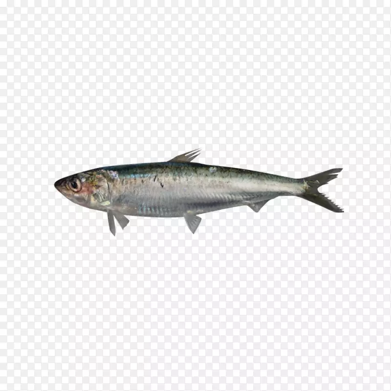 沙丁鱼-欧洲沙丁鱼食物中上层区-鱼类