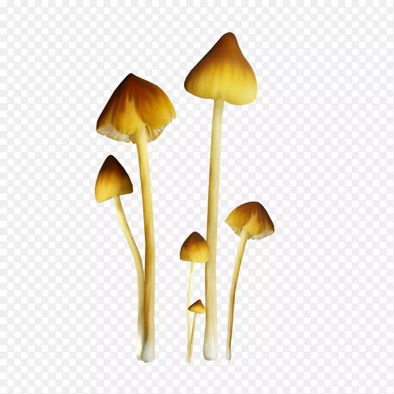 食用菌平菇剪贴画-蘑菇