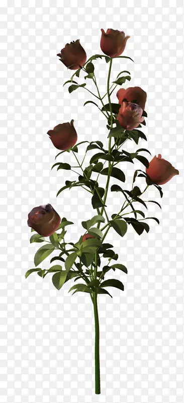 花园玫瑰插花艺术-玫瑰