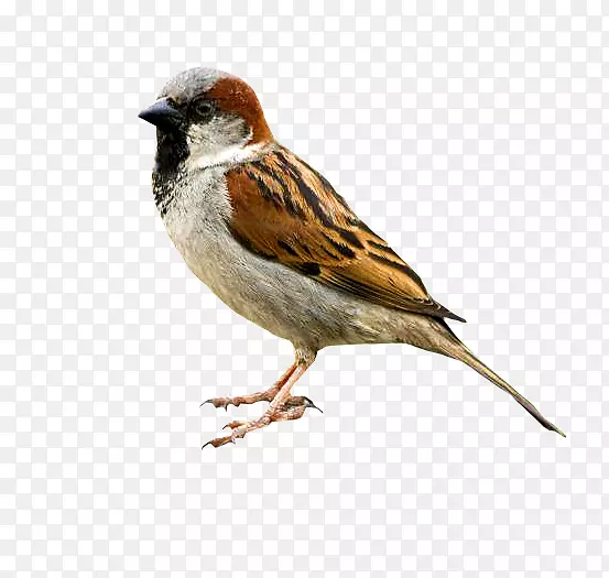 亚欧麻雀鸟控制野生动物-鸟