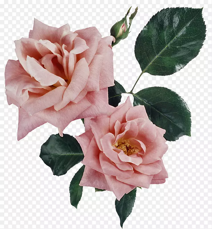 花卉花园玫瑰，纪念玫瑰，蜈蚣玫瑰，花-花