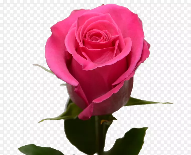 花园玫瑰，蜈蚣玫瑰，月季花，切花-粉红色玫瑰